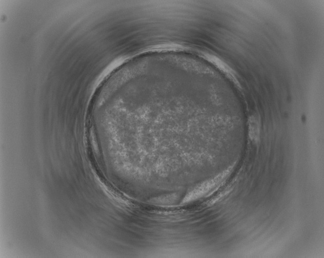 X0000072551229200608041640