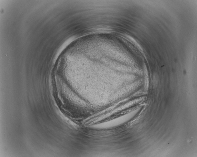 X0000072551243200608041640