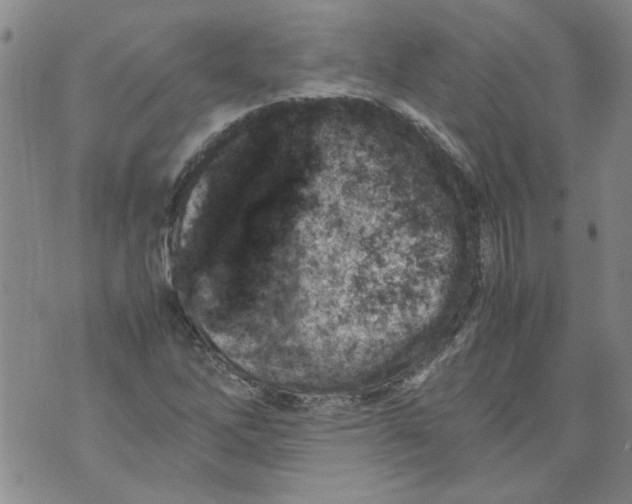 X0000072551262200608041639