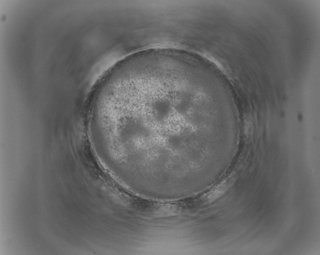 X0000072551263200608041639