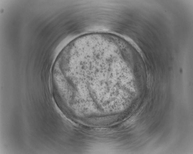 X0000072551295200608041638