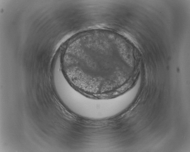 X0000072551308200608041638