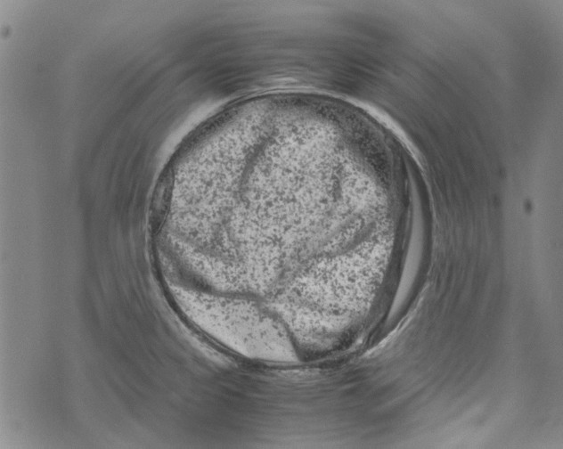 X0000072551333200608041638