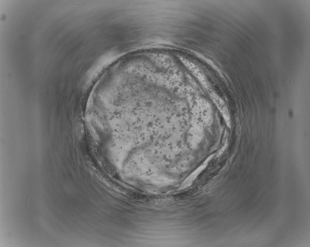 X0000072551363200608041637