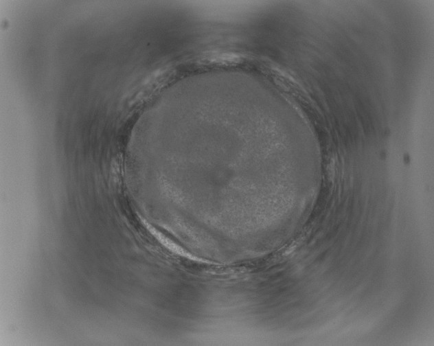 X0000072551397200608041636