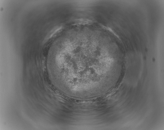 X0000072551399200608041636