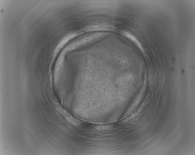 X0000072551419200608041637