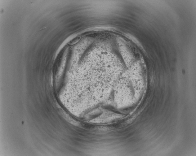 X0000072551420200608041637