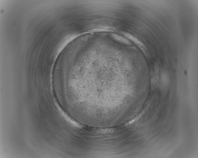 X0000072551423200608041637