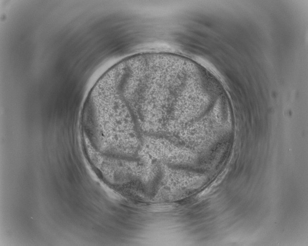 X0000072551440200608041637