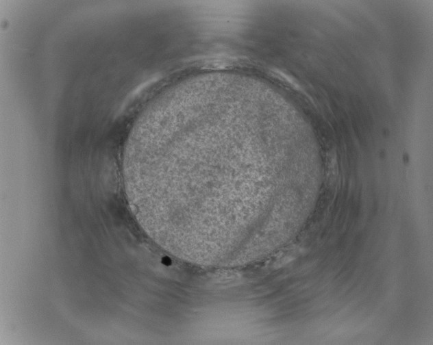 X0000072551446200608041636