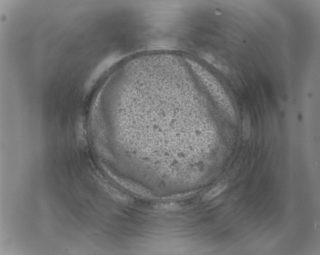 X0000072551454200608041636