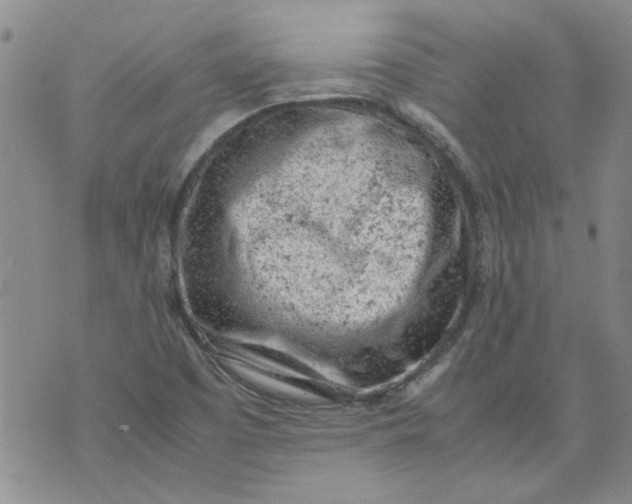 X0000072551457200608041636