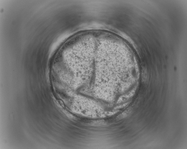 X0000072551464200608041636