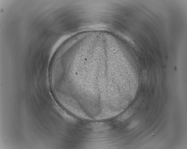 X0000072551470200608041636