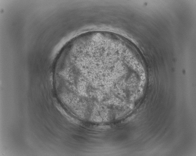 X0000072551503200608041635