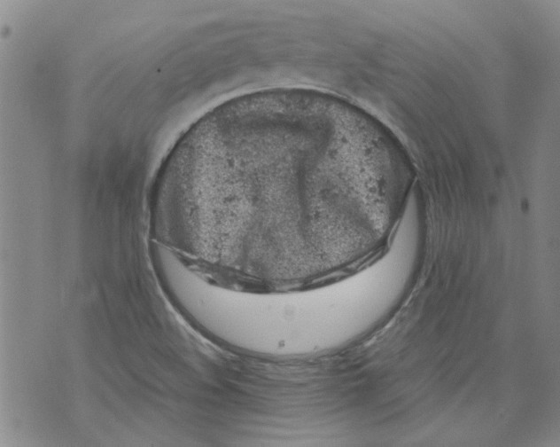 X0000072551508200608041635