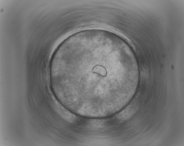 X0000072551514200608041635