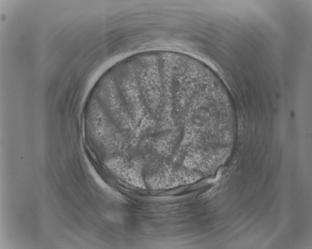 X0000072551515200608041635