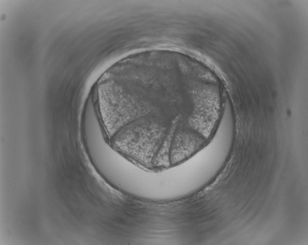 X0000072551520200608041635