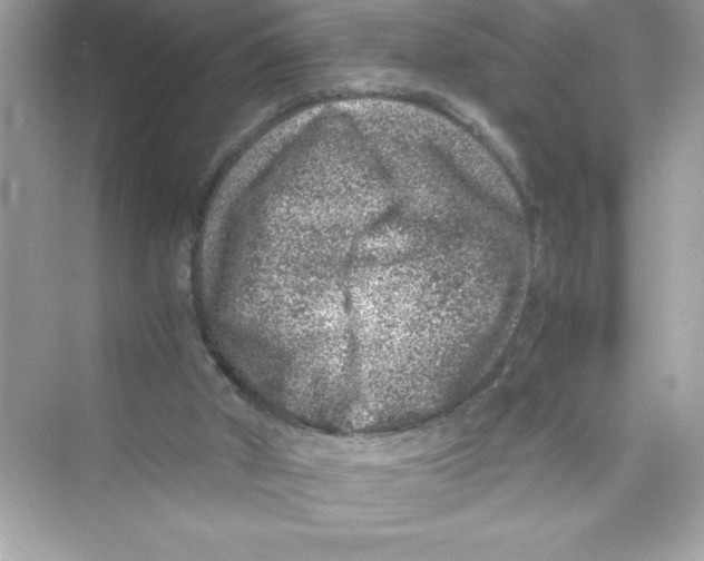 X0000072550010200608111851