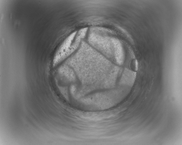 X0000072550018200608111851