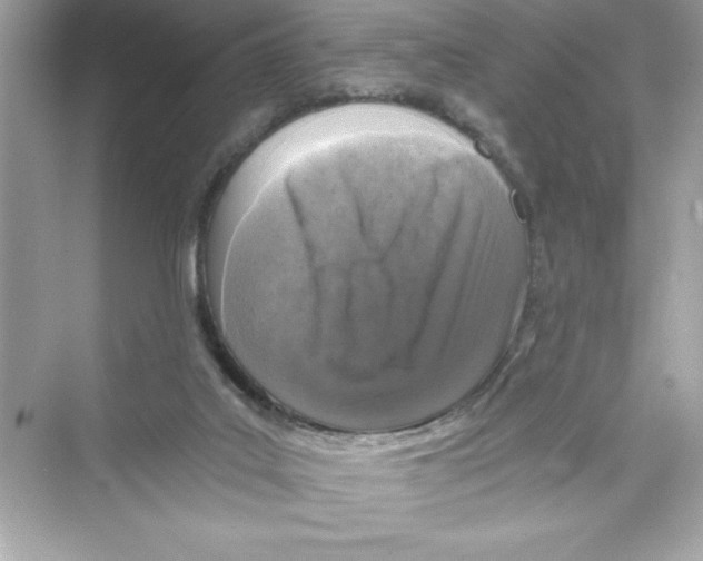 X0000072550019200608111851