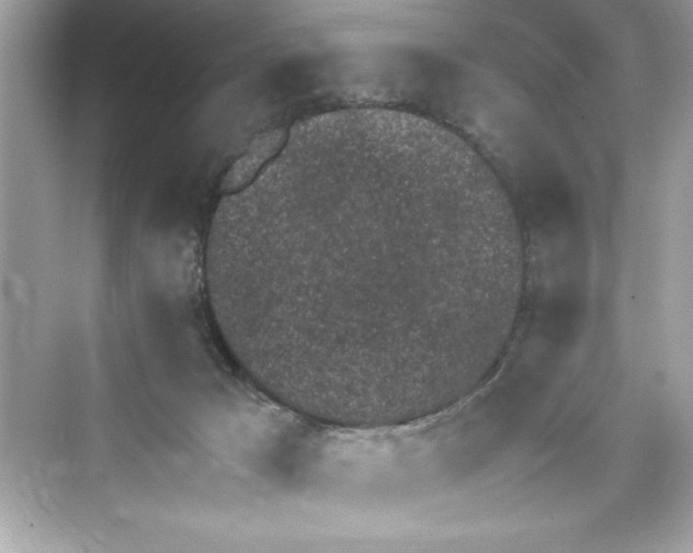 X0000072550029200608111850