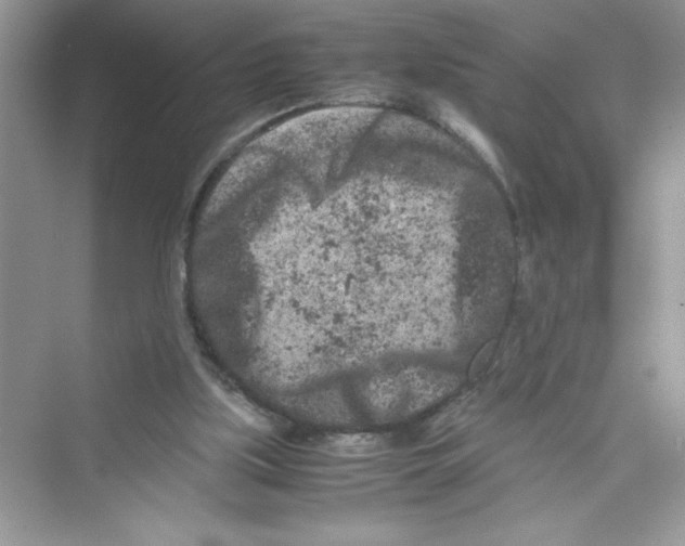 X0000072550059200608111849