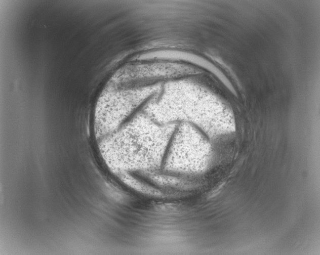 X0000072550062200608111849