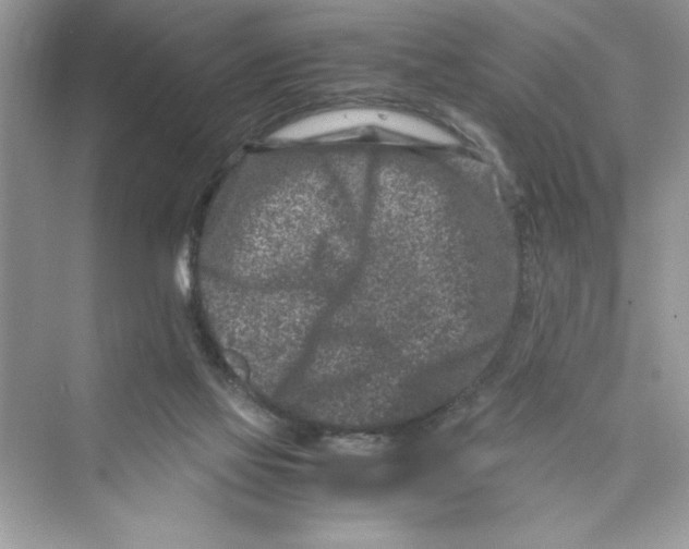 X0000072550069200608111850