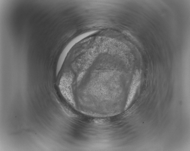 X0000072550070200608111850