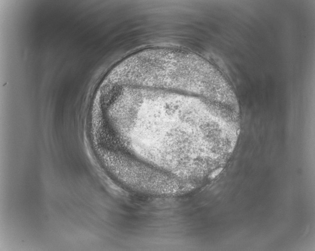 X0000072550145200608111848