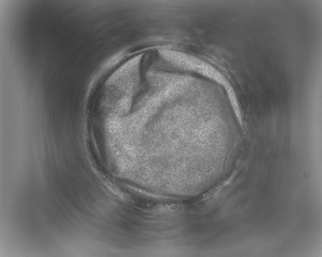 X0000072550149200608111848