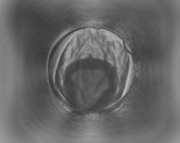 X0000072550196200608111848