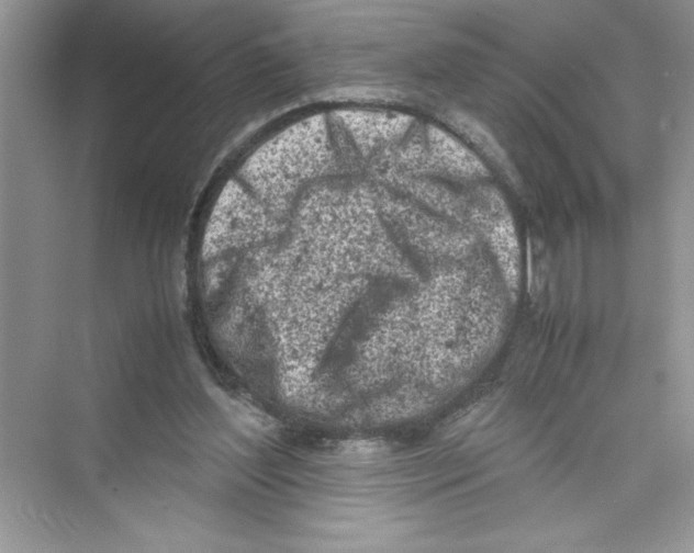 X0000072550204200608111847