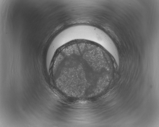 X0000072550260200608111846