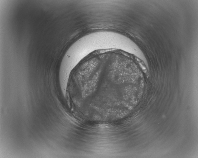 X0000072550264200608111846