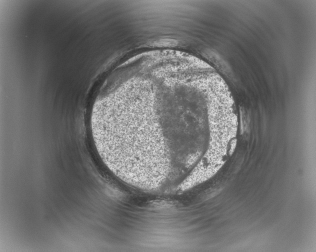 X0000072550300200608111846