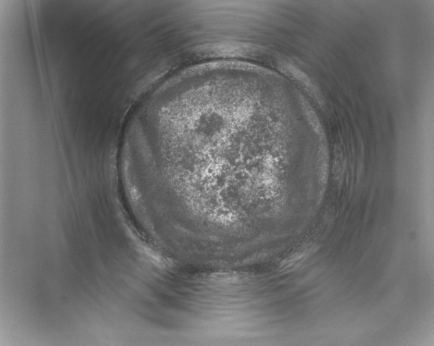 X0000072550394200608111844