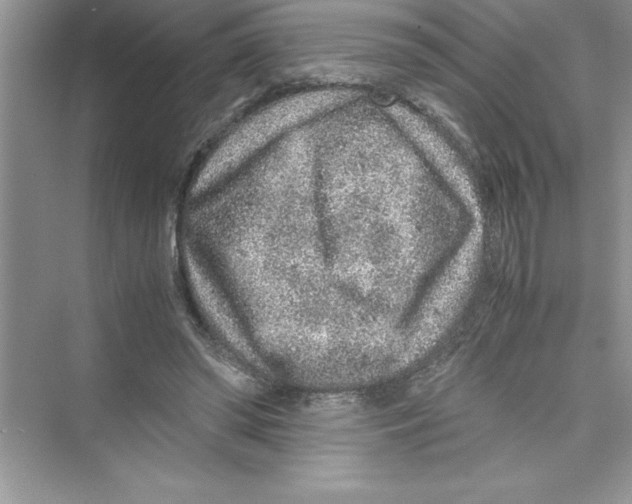 X0000072550398200608111844