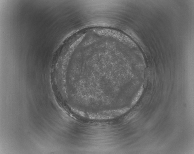 X0000072550434200608111843