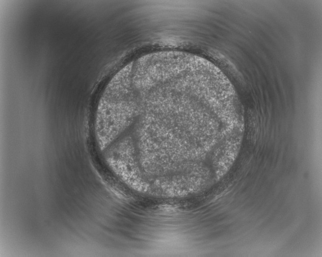 X0000072550496200608111842