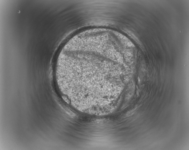 X0000072550584200608111841