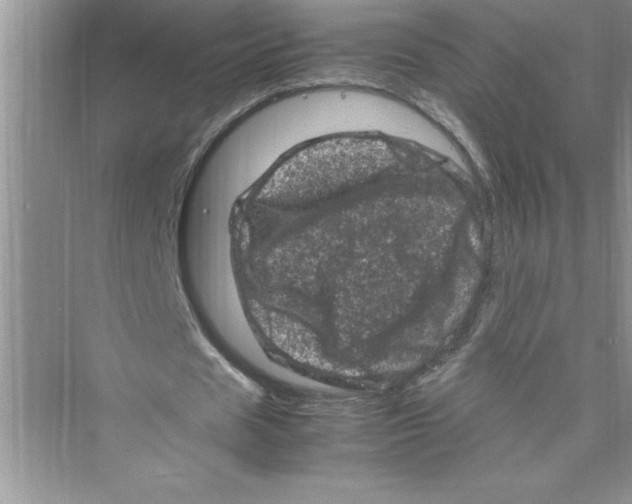 X0000072550625200608111839