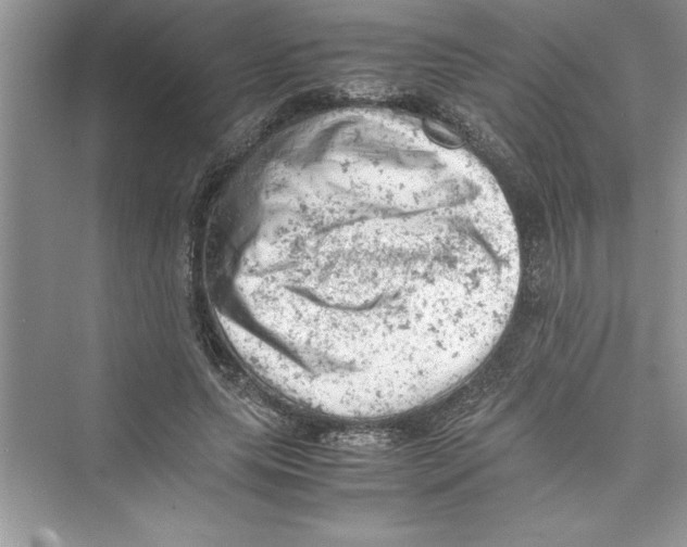 X0000072550639200608111840