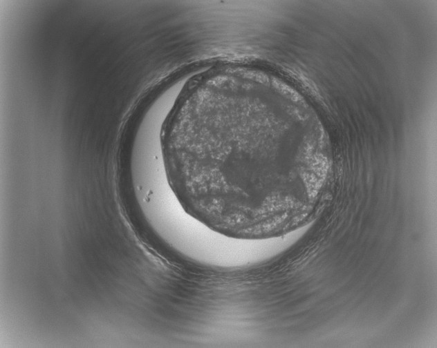 X0000072550736200608111838