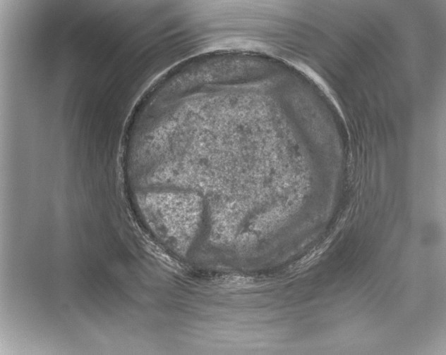 X0000072550783200608111838