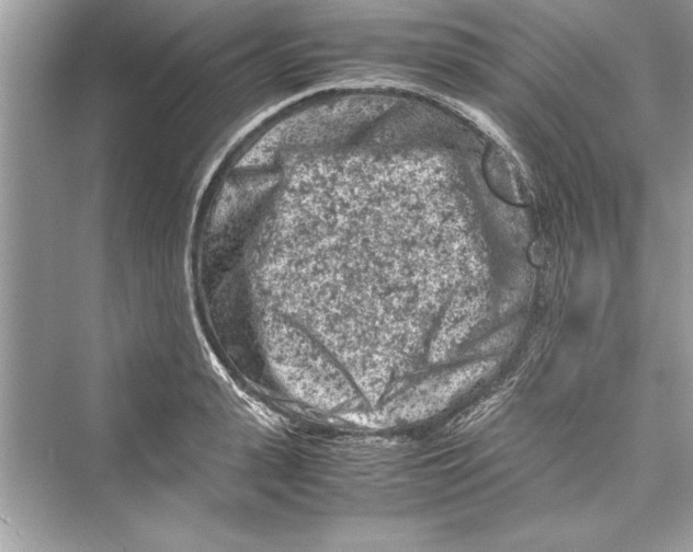 X0000072550943200608111835