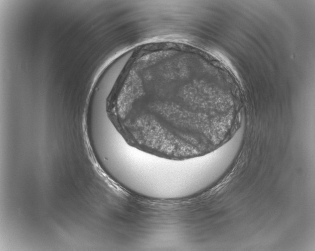 X0000072550952200608111835